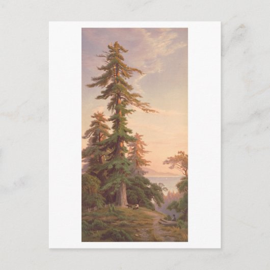 Redwood Trees California  Prang Lithograph Briefkaart (Voorkant)