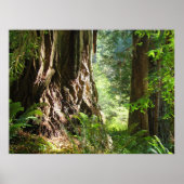 Redwood Trees Forest art prints Big Redwood (Voorkant)