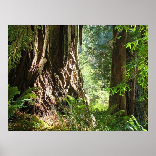 Redwood Trees Forest art prints Big Redwood (Voorkant)