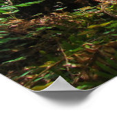 Redwood Trees Forest art prints Big Redwood (Hoek)