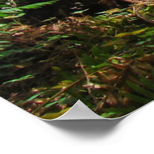 Redwood Trees Forest art prints Big Redwood (Hoek)