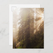Redwood Trees in Morning Fog with Sunrays Briefkaart (Voorkant / Achterkant)