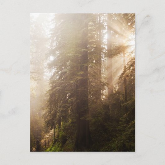 Redwood Trees in Morning Fog with Sunrays Briefkaart (Voorkant)