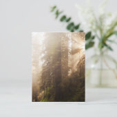 Redwood Trees in Morning Fog with Sunrays Briefkaart (Staand voorkant)