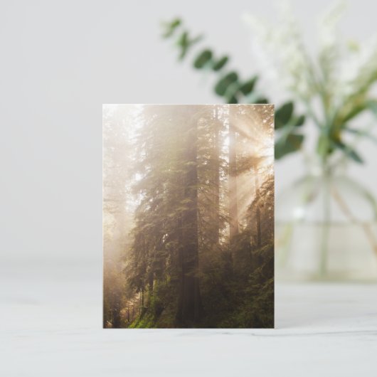 Redwood Trees in Morning Fog with Sunrays Briefkaart (Staand voorkant)