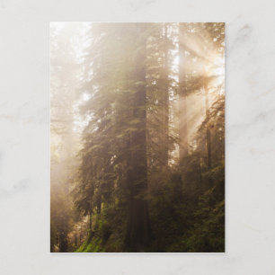 Redwood Trees in Morning Fog with Sunrays Briefkaart