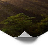 Redwood Trees in Morning Fog with Sunrays Poster (Hoek)