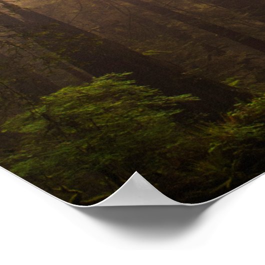 Redwood Trees in Morning Fog with Sunrays Poster (Hoek)