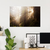 Redwood Trees in Morning Fog with Sunrays Poster (Thuiskantoor)