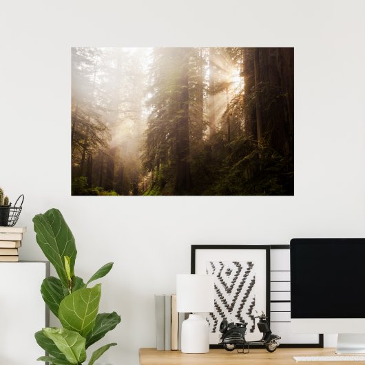 Redwood Trees in Morning Fog with Sunrays Poster (Thuiskantoor)
