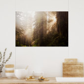 Redwood Trees in Morning Fog with Sunrays Poster (Keuken)