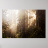Redwood Trees in Morning Fog with Sunrays Poster (Voorkant)