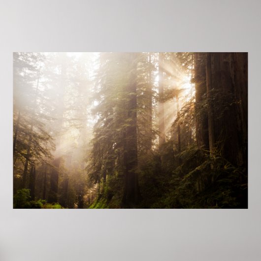 Redwood Trees in Morning Fog with Sunrays Poster (Voorkant)