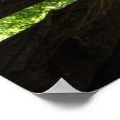 Redwood Trees Muir Quote Poster (Hoek)