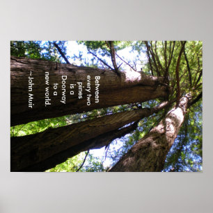 Redwood Trees Muir Quote Poster
