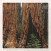 Redwood Trees, Nationaal Park Sequoia Glazen Onderzetter (Voorkant)