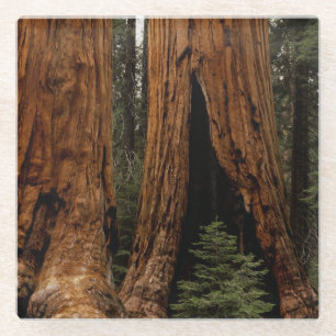 Redwood Trees, Nationaal Park Sequoia Glazen Onderzetter