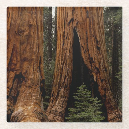 Redwood Trees, Nationaal Park Sequoia Glazen Onderzetter (Voorkant)