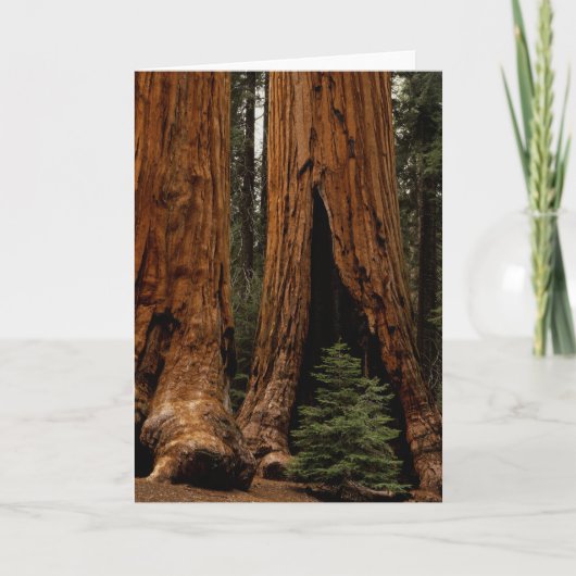 Redwood Trees, Nationaal Park Sequoia. Kaart (Voorkant)