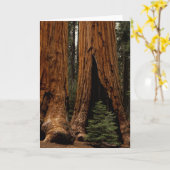 Redwood Trees, Nationaal Park Sequoia. Kaart (Gele Bloem)