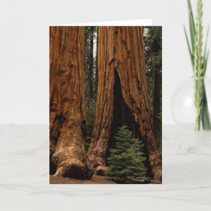 Redwood Trees, Nationaal Park Sequoia. Kaart