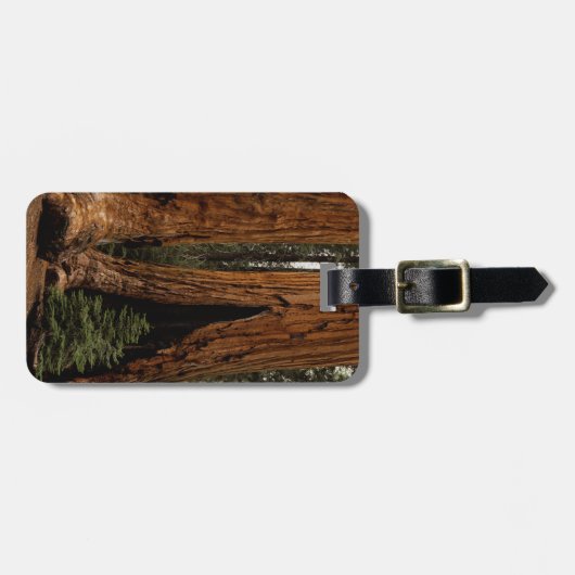 Redwood Trees, Sequoia National Park. Bagagelabel (Voorkant horizontaal)