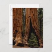 Redwood Trees, Sequoia National Park. Briefkaart (Voorkant / Achterkant)