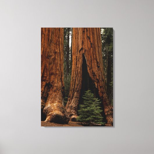 Redwood Trees, Sequoia National Park. Canvas Afdruk (Voorkant)