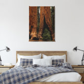 Redwood Trees, Sequoia National Park. Canvas Afdruk (Insitu (Slaapkamer))