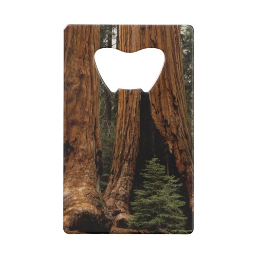Redwood Trees, Sequoia National Park. Creditkaart Flessenopener (Achterkant)