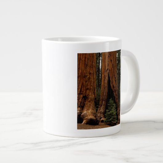 Redwood Trees, Sequoia National Park. Grote Koffiekop (Voorkant rechts)