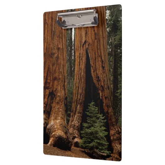 Redwood Trees, Sequoia National Park. Klembord (Links)