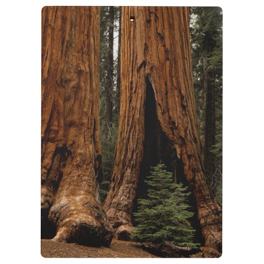 Redwood Trees, Sequoia National Park. Klembord (Achterkant)