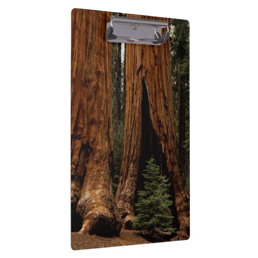 Redwood Trees, Sequoia National Park. Klembord (Rechts)