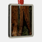 Redwood Trees, Sequoia National Park. Metalen Ornament (Rechts)