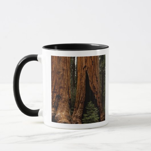 Redwood Trees, Sequoia National Park. Mok (Links)