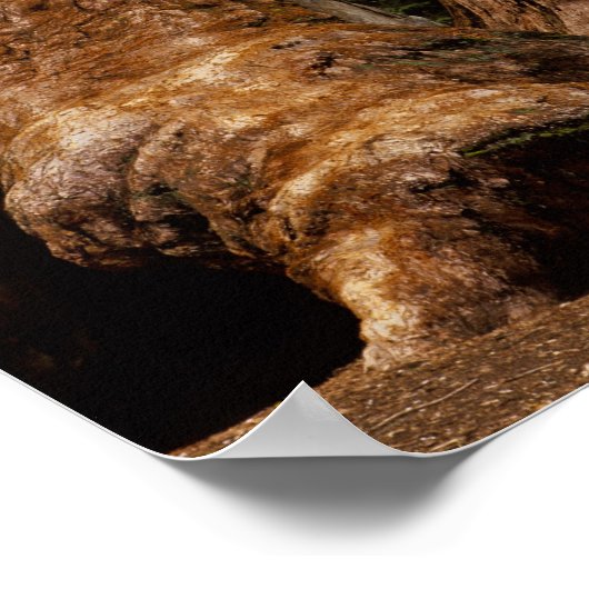 Redwood Trees, Sequoia National Park. Poster (Hoek)