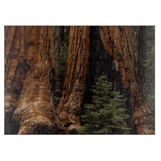 Redwood Trees, Sequoia National Park. Snijplank (Voorkant)