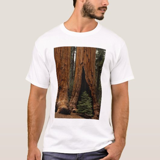Redwood Trees, Sequoia National Park. T-shirt (Voorkant)