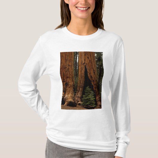 Redwood Trees, Sequoia National Park. T-shirt (Voorkant)