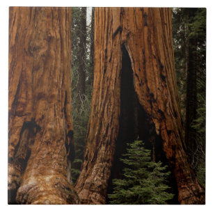 Redwood Trees, Sequoia National Park. Tegeltje