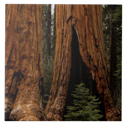 Redwood Trees, Sequoia National Park. Tegeltje (Voorkant)