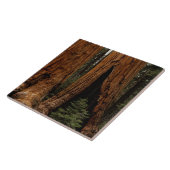 Redwood Trees, Sequoia National Park. Tegeltje (Zijkant)