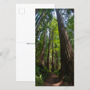 Redwood Trees Tall Briefkaart