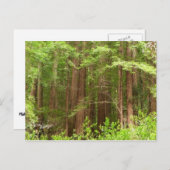 Redwood Treins bij Muir Bossen National Monument Briefkaart (Voorkant / Achterkant)