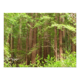 Redwood Treins bij Muir Bossen National Monument Foto Afdruk
