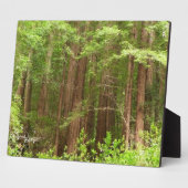 Redwood Treins bij Muir Bossen National Monument Fotoplaat (Zijkant)