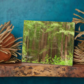 Redwood Treins bij Muir Bossen National Monument Fotoplaat (Zijkant)