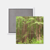 Redwood Treins bij Muir Bossen National Monument Magneet (Voorkant / Achterkant)