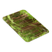 Redwood Treins bij Muir Bossen National Monument Magneet (Rechterzijde)